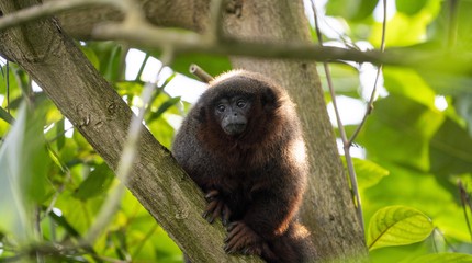 Koninklijke Burgers' Zoo
