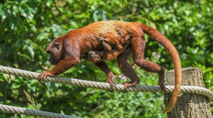 Vogelpark Avifauna