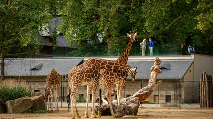 ZOO Antwerpen