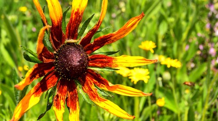 Bloemenpark Appeltern
