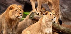 ZOO Antwerpen