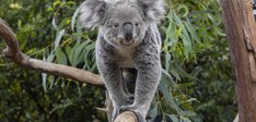 Ouwehands Dierenpark