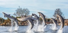 Dolfinarium