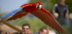 Vogelpark Avifauna