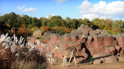 GaiaZOO