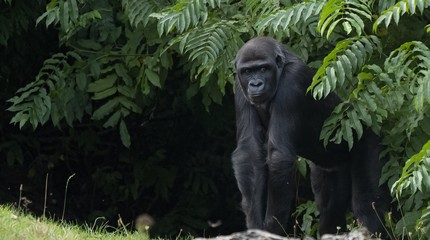 GaiaZOO