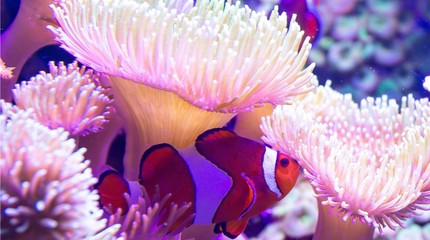 SEA LIFE Blankenberge