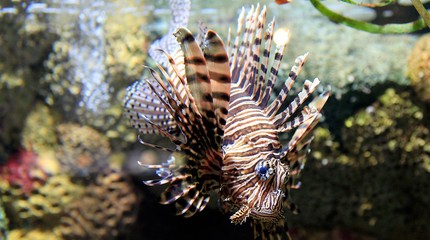 SEA LIFE Scheveningen - Erop Uit