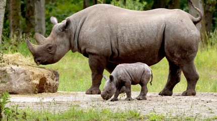 Safaripark Beekse Bergen
