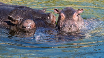 WILDLANDS Adventure Zoo Emmen