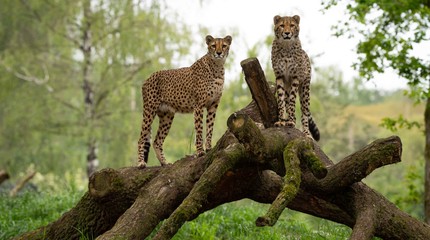 Safaripark Beekse Bergen