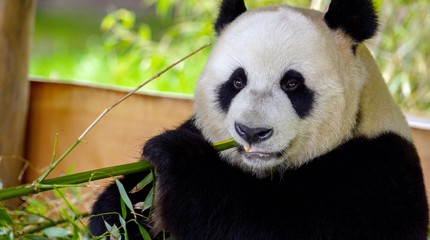 Ouwehands Dierenpark