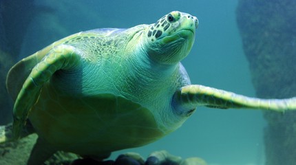 SEA LIFE Scheveningen - Erop Uit