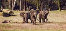 Safaripark Beekse Bergen
