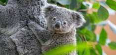 Ouwehands Dierenpark