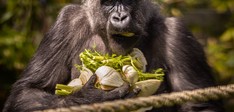 ZOO Antwerpen
