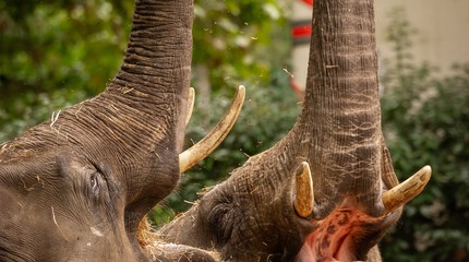 ZOO Antwerpen