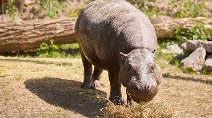 ZooParc Overloon