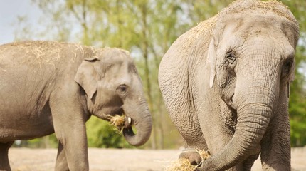 Eindhoven Zoo