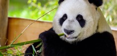 Ouwehands Dierenpark