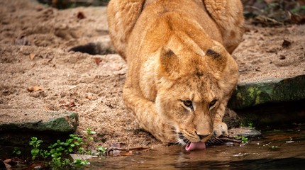 ZOO Antwerpen