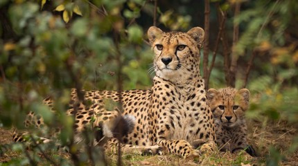 Safaripark Beekse Bergen