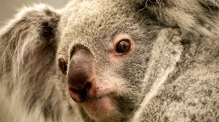 ZOO Planckendael