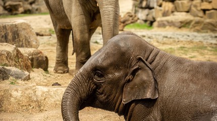 ZOO Planckendael