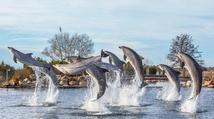 Dolfinarium