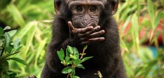 ZOO Planckendael
