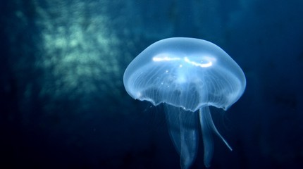 SEA LIFE Scheveningen - Erop Uit
