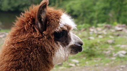 Coo Adventure - Wildpark