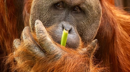 ZOO Planckendael