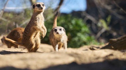 ZooParc Overloon