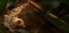 WILDLANDS Adventure Zoo Emmen
