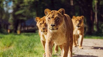 Safaripark Beekse Bergen