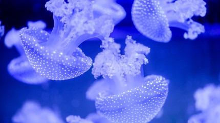 SEA LIFE Scheveningen