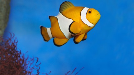 SEA LIFE Scheveningen - Erop Uit