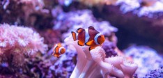 SEA LIFE Scheveningen
