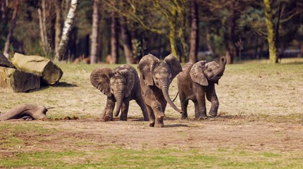 Safaripark Beekse Bergen