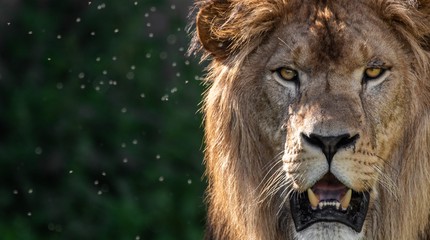WILDLANDS Adventure Zoo Emmen