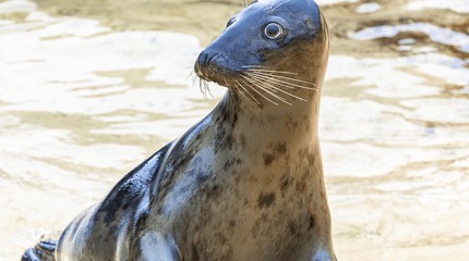 SEA LIFE Blankenberge