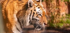 ZooParc Overloon