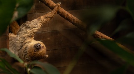 WILDLANDS Adventure Zoo Emmen
