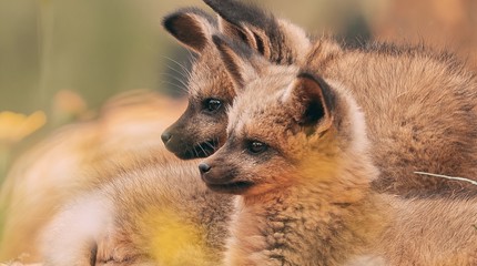 Safaripark Beekse Bergen