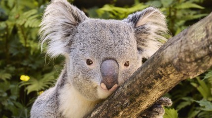 Ouwehands Dierenpark
