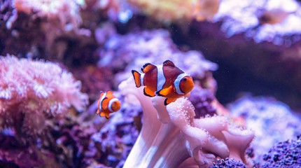SEA LIFE Scheveningen