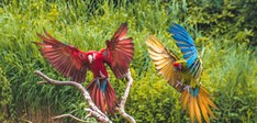 Vogelpark Avifauna
