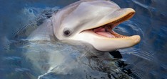 Dolfinarium