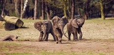 Safaripark Beekse Bergen